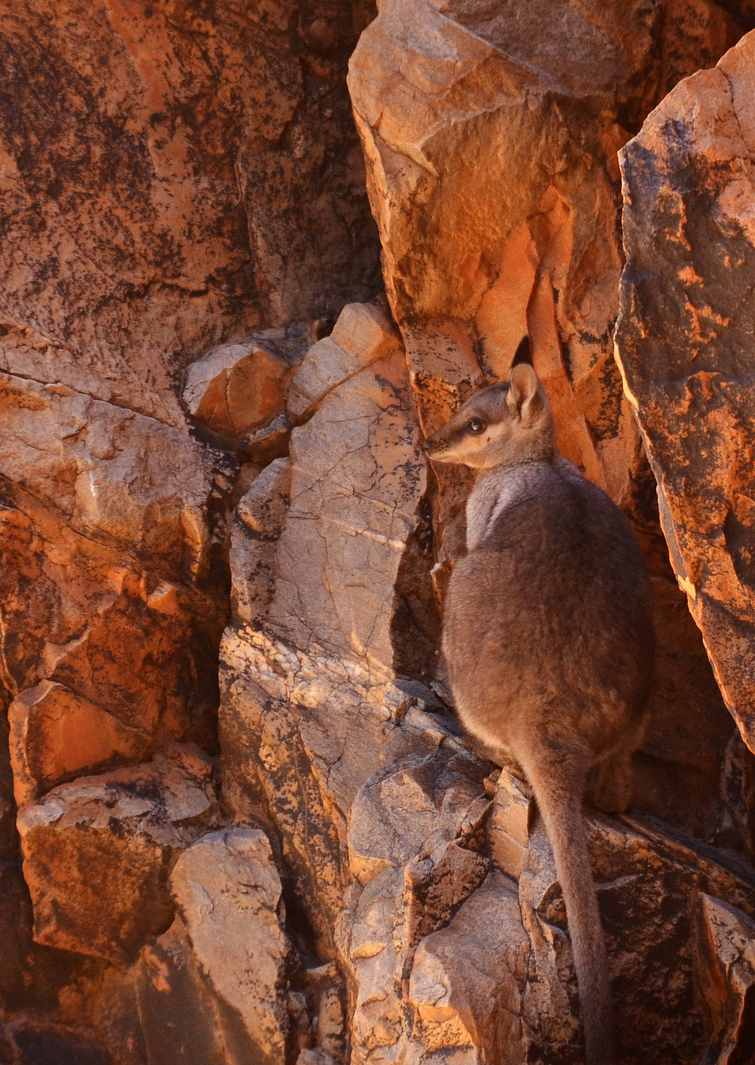 Rock Wallaby rock wallaby